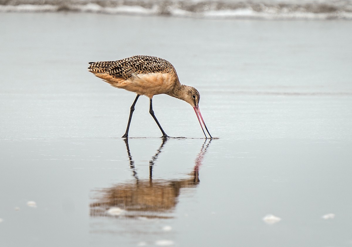 Marmorschnepfe - ML646889913