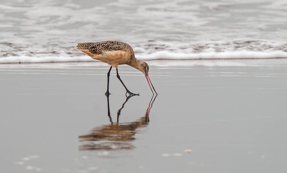 Marmorschnepfe - ML646889914