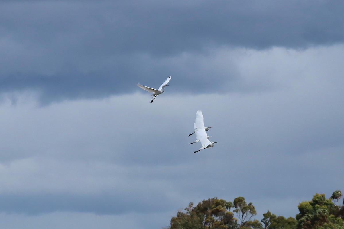 Great Egret - ML646889915