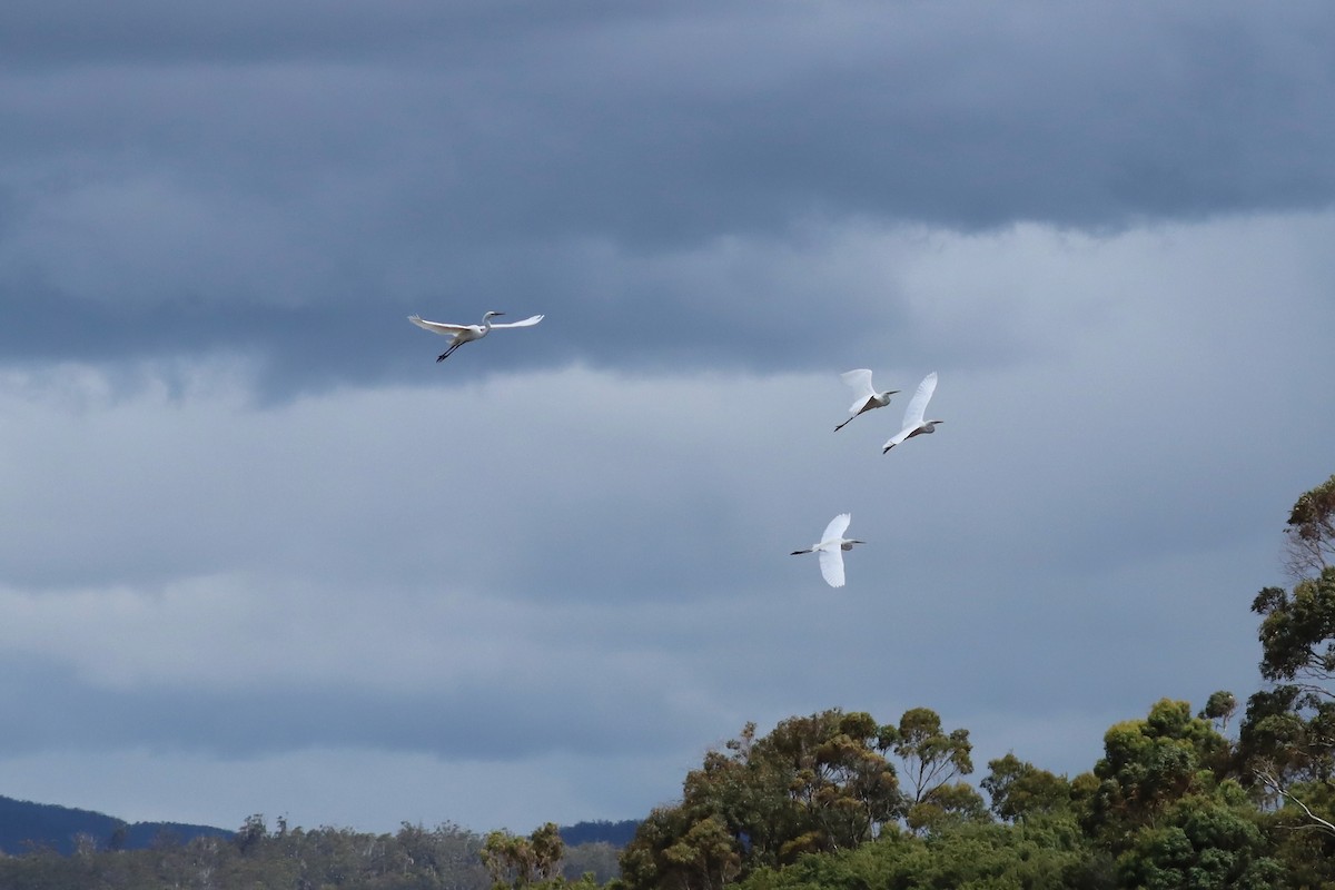 Great Egret - ML646889916