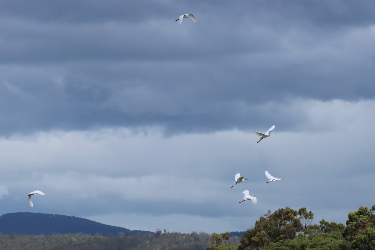 Great Egret - ML646889917