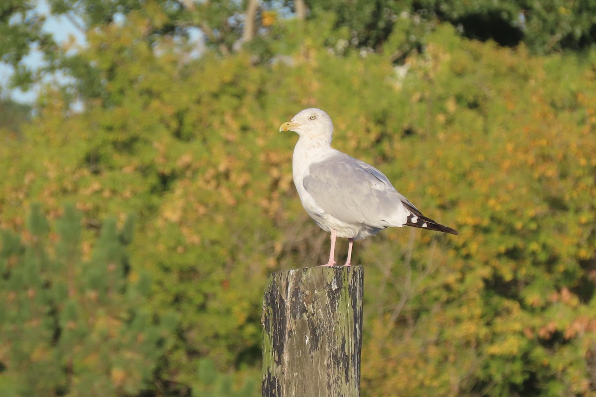 Американская чайка - ML646889920