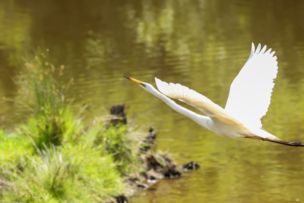 Great Egret (modesta) - ML646889924