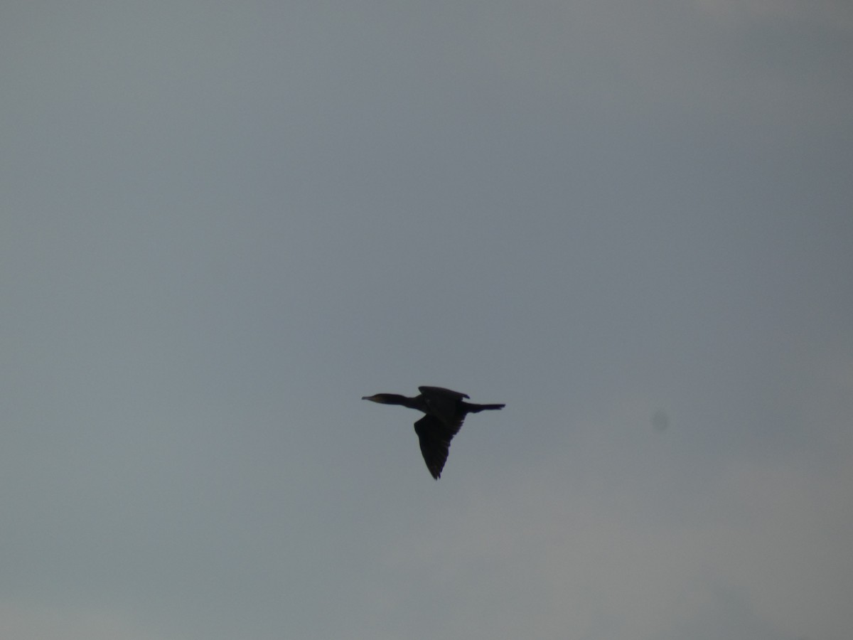 kormorán velký - ML646889925