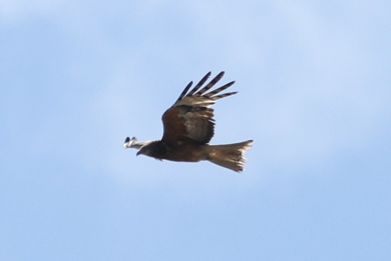 Square-tailed Kite - ML646889927