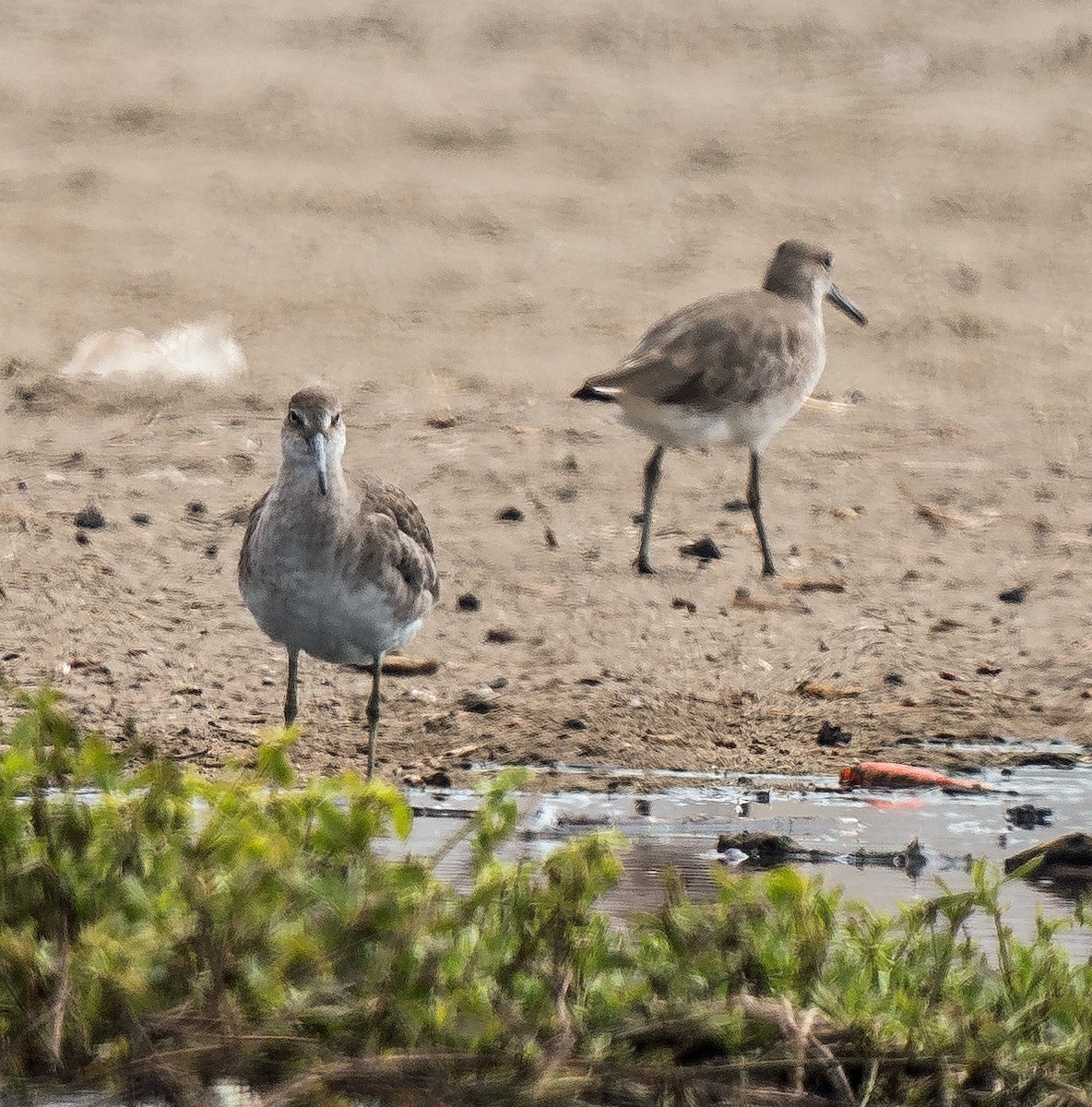 Schlammtreter - ML646889928