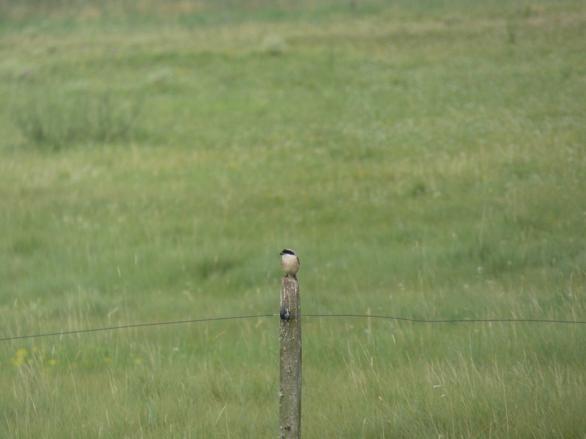 Red-backed Shrike - ML646889929