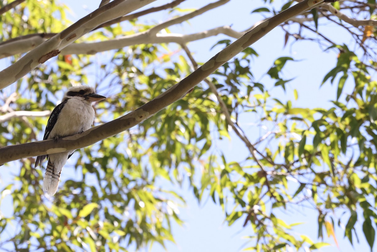 Laughing Kookaburra - ML646889931
