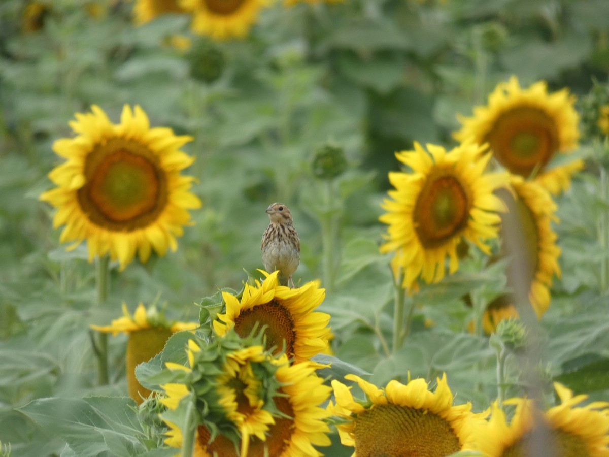 Corn Bunting - ML646889932