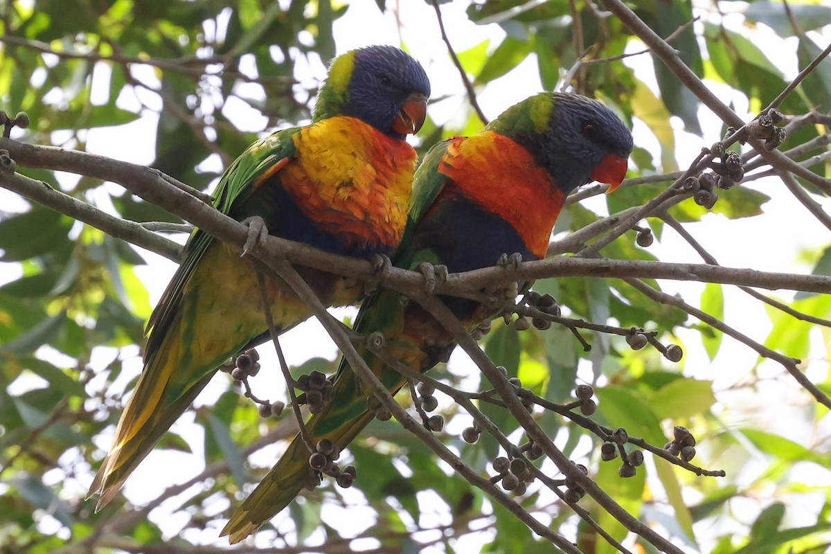Rainbow Lorikeet - ML646889933