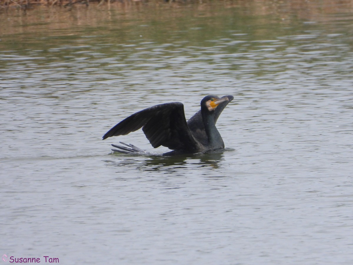 Great Cormorant - ML646889934