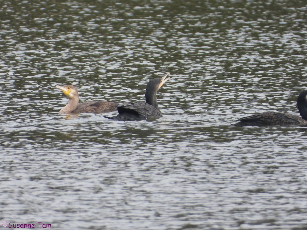 kormorán velký - ML646889935