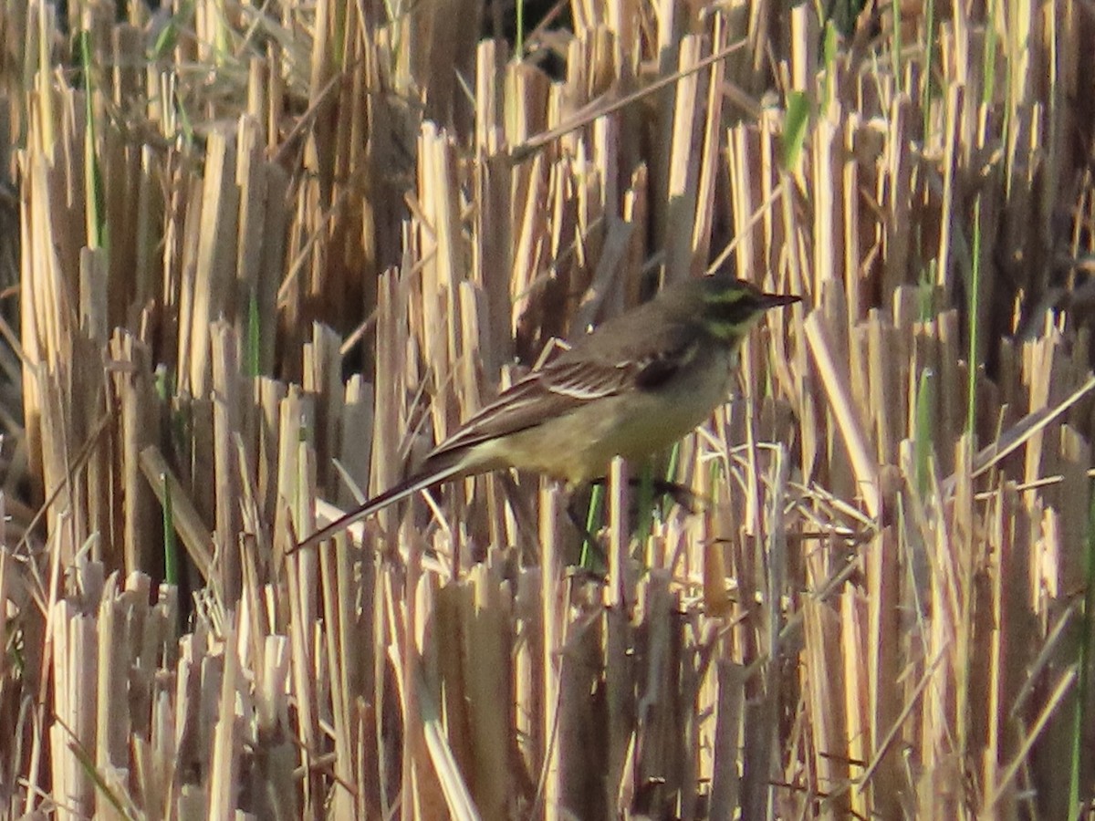 Eastern Yellow Wagtail - ML646889937