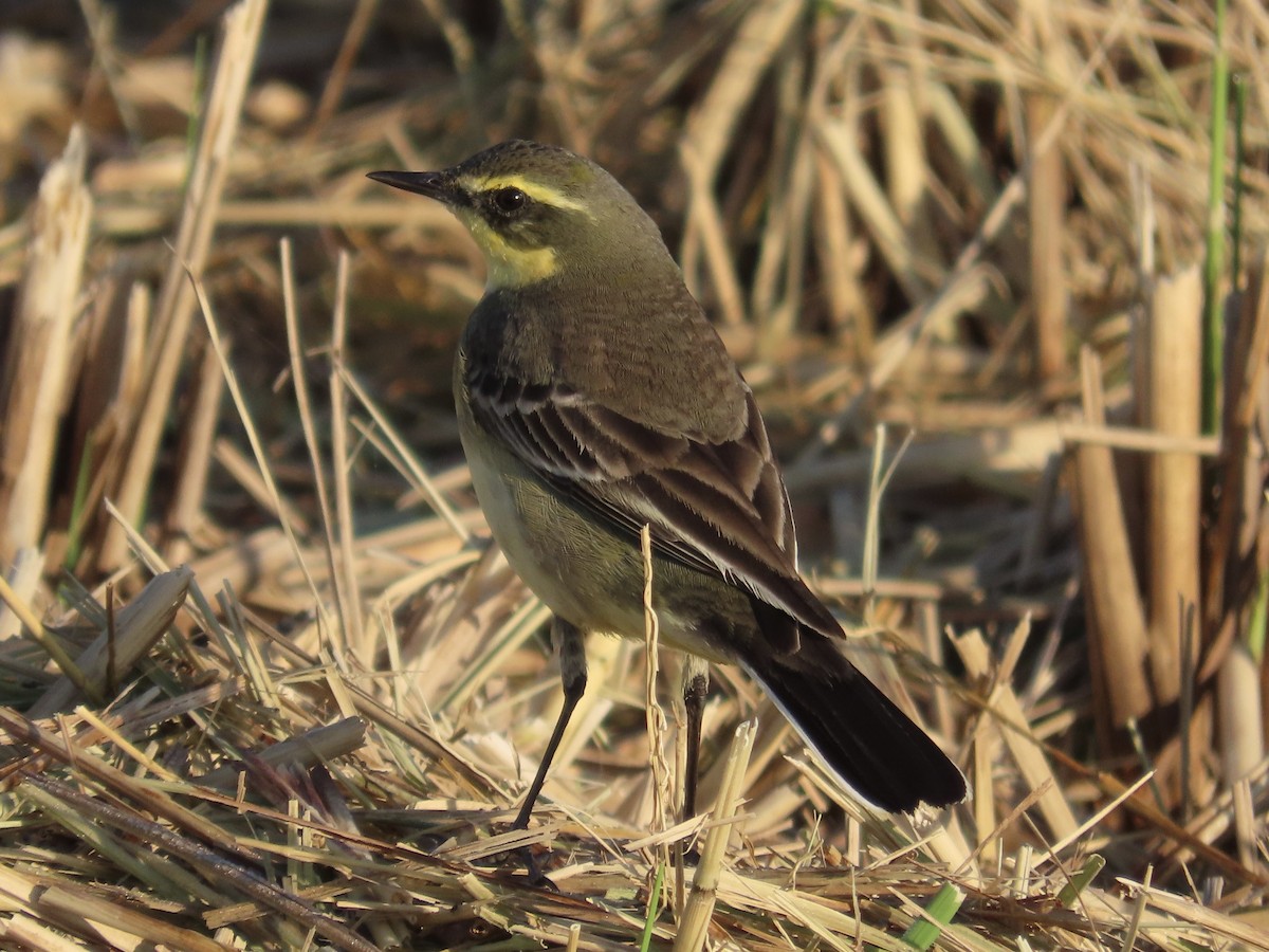 Eastern Yellow Wagtail - ML646889938