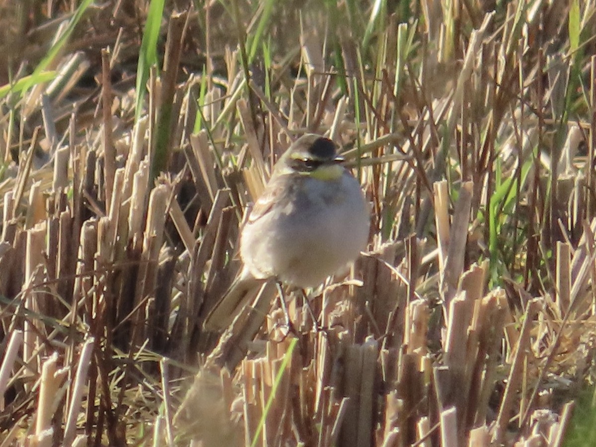 Eastern Yellow Wagtail - ML646889939