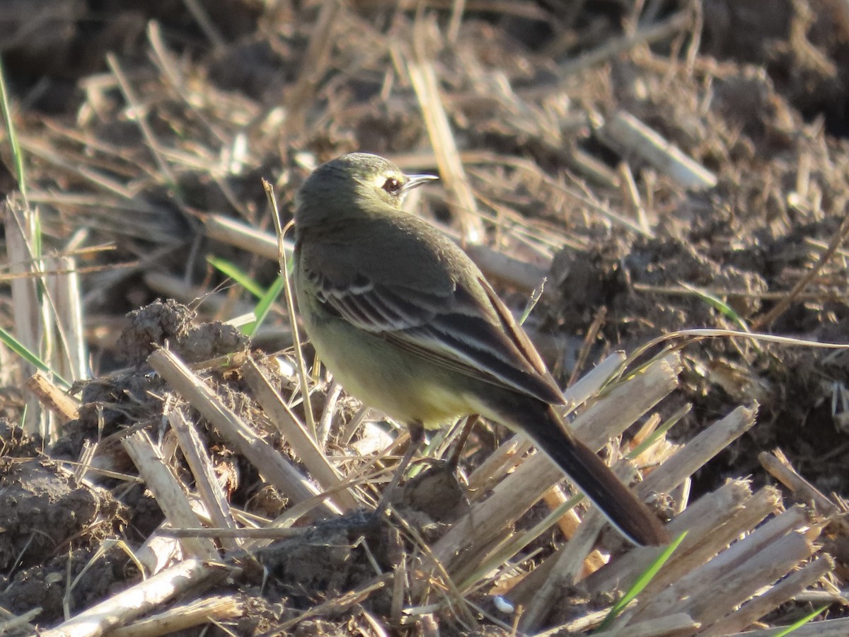 Eastern Yellow Wagtail - ML646889940