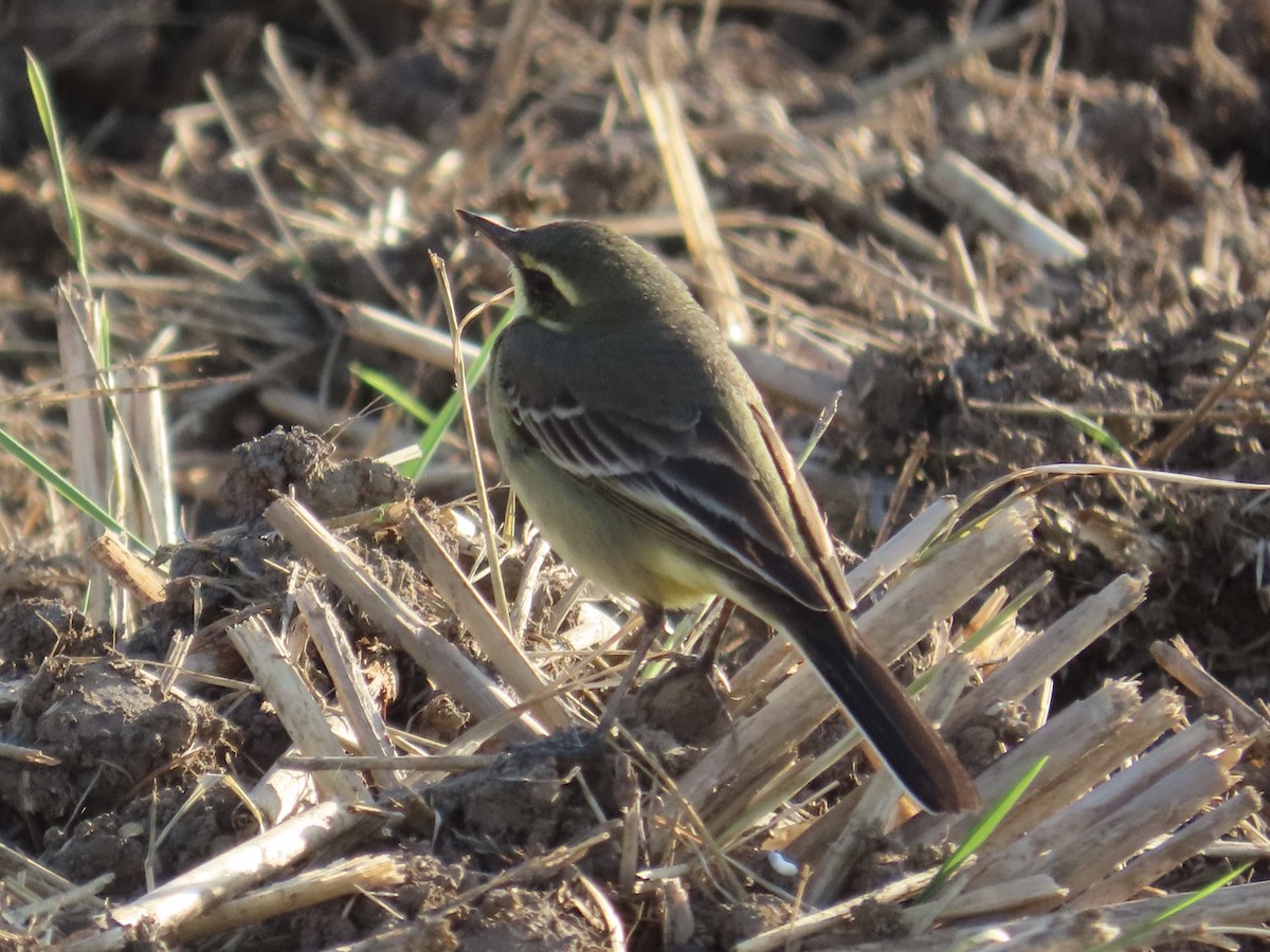 Eastern Yellow Wagtail - ML646889941