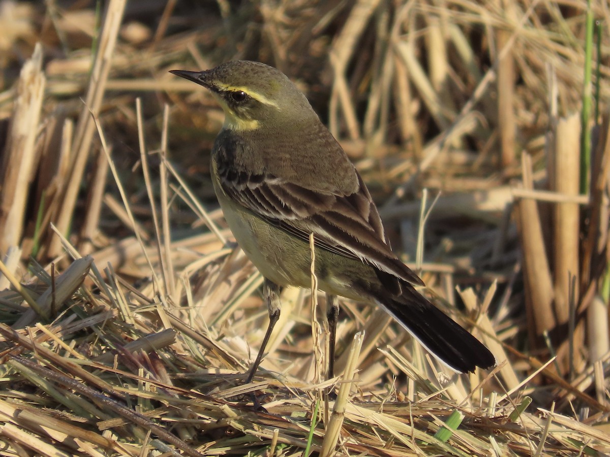 Eastern Yellow Wagtail - ML646889942