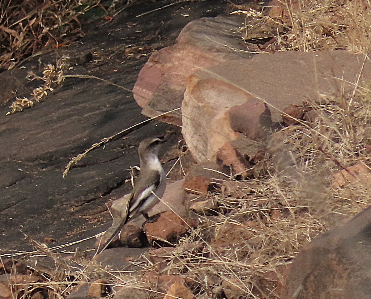 White-bellied Minivet - ML646889943