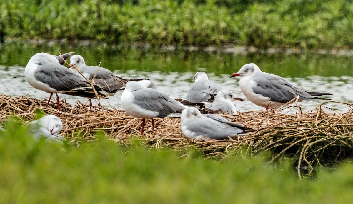 Gray-hooded Gull - ML646889944