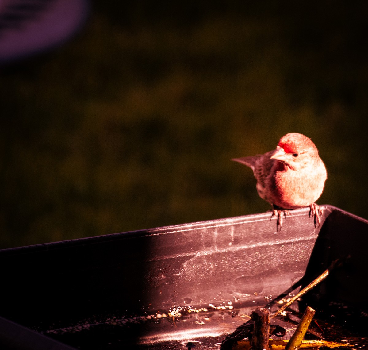 House Finch - ML646889945