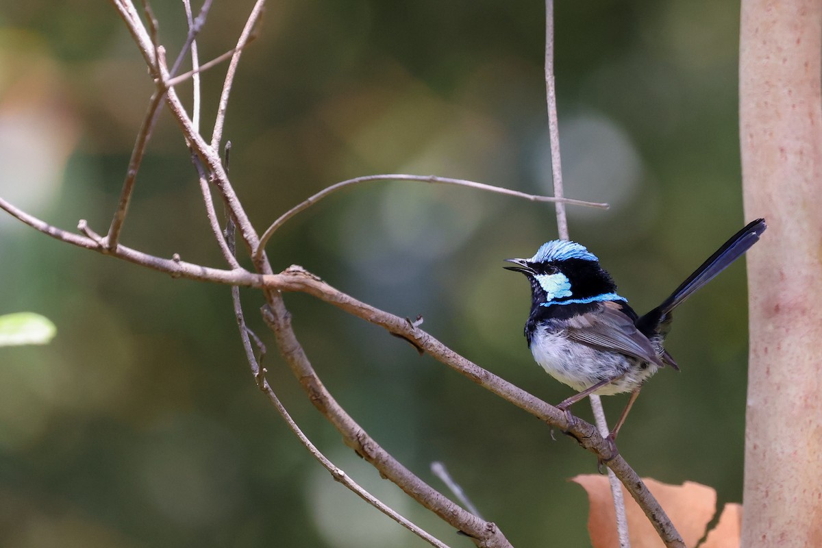 Superb Fairywren - ML646889946