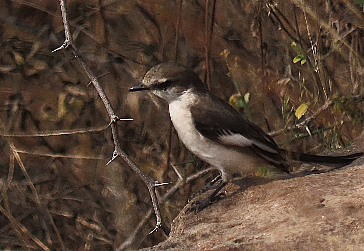 White-bellied Minivet - ML646889947