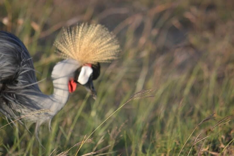 Gray Crowned-Crane - ML646889948