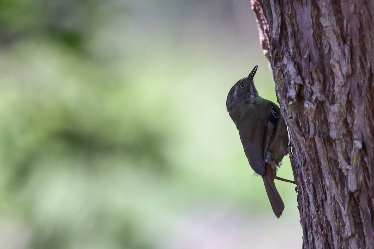 White-browed Scrubwren (White-browed) - ML646889949