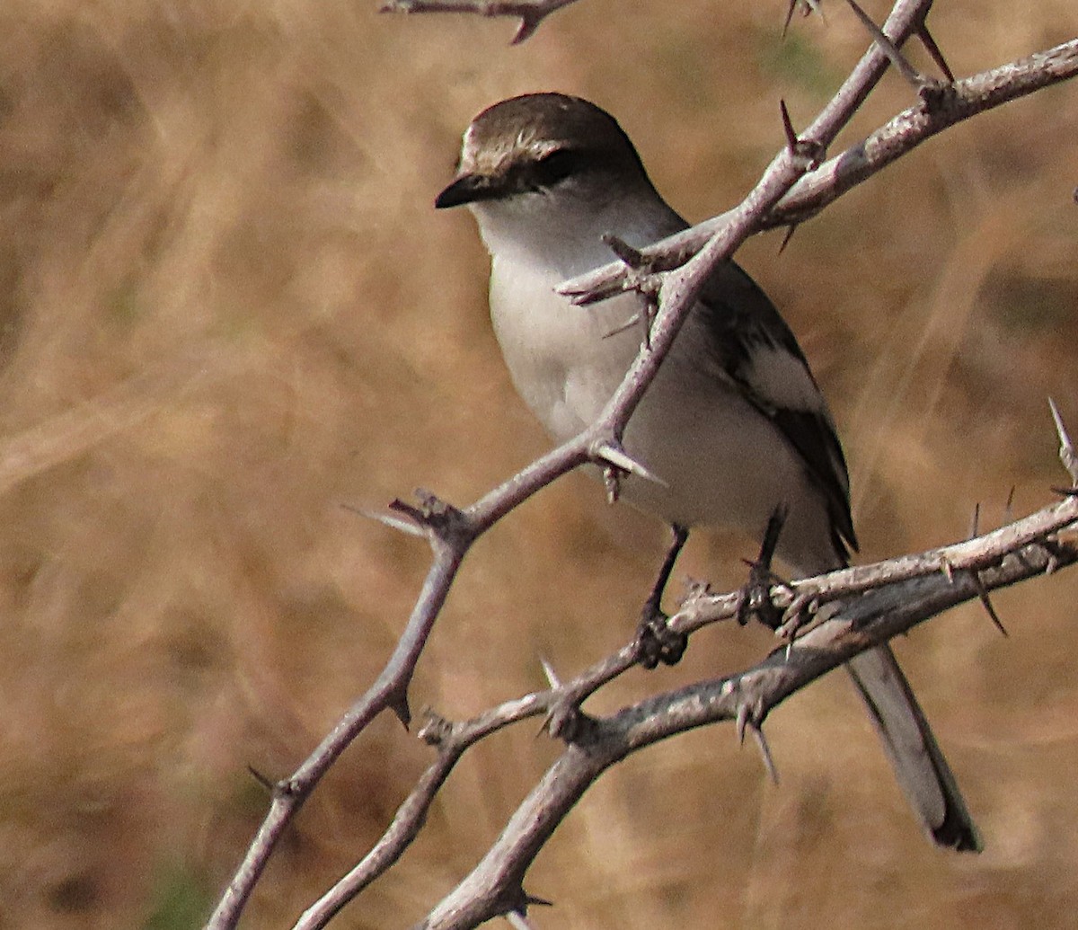 White-bellied Minivet - ML646889950