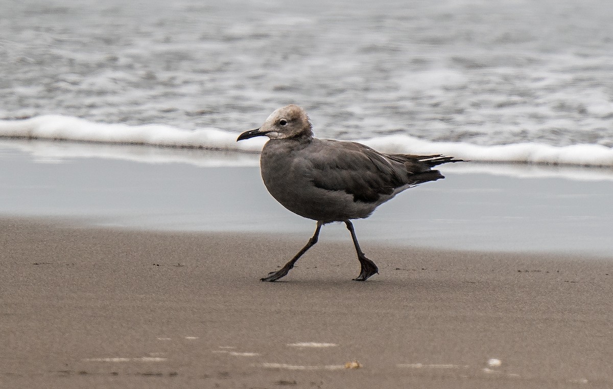 Gray Gull - ML646889951