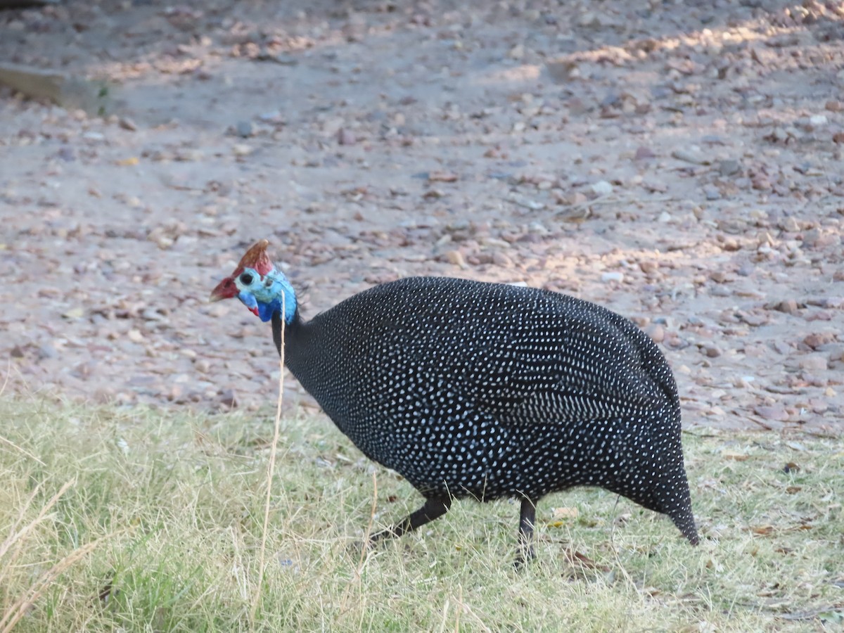 Helmeted Guineafowl - ML646889953