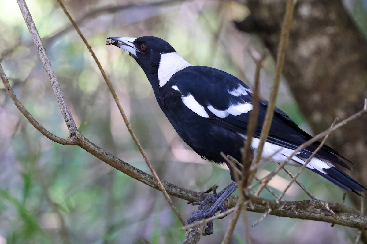 Australian Magpie (Black-backed) - ML646889954