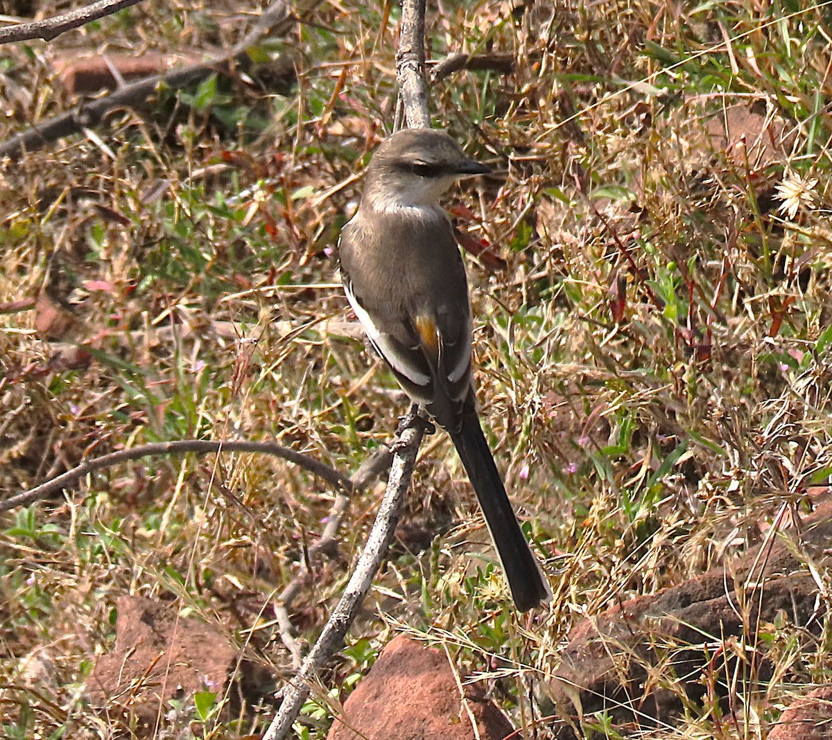 White-bellied Minivet - ML646889955