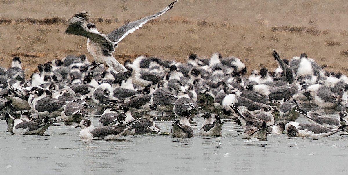 Franklin's Gull - ML646889956