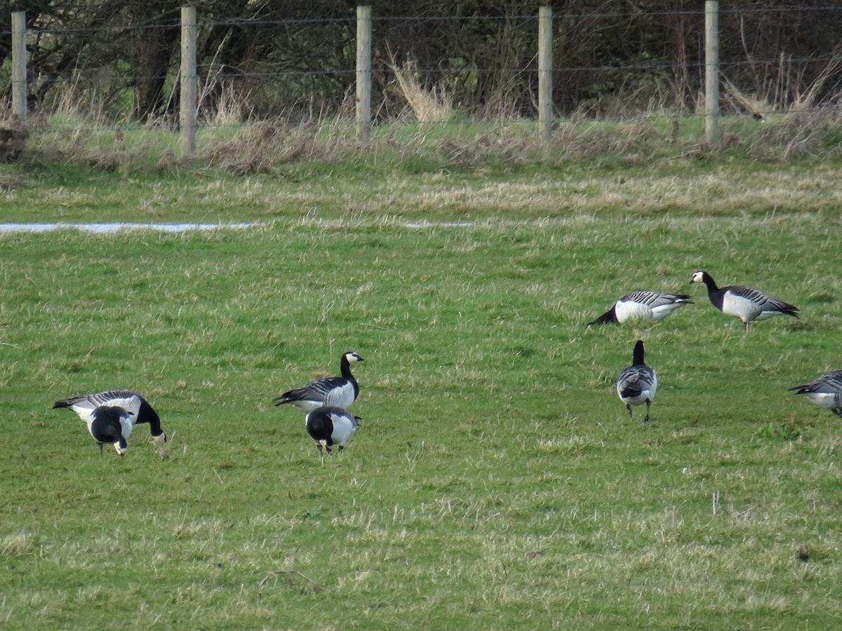 Barnacle Goose - ML646889957