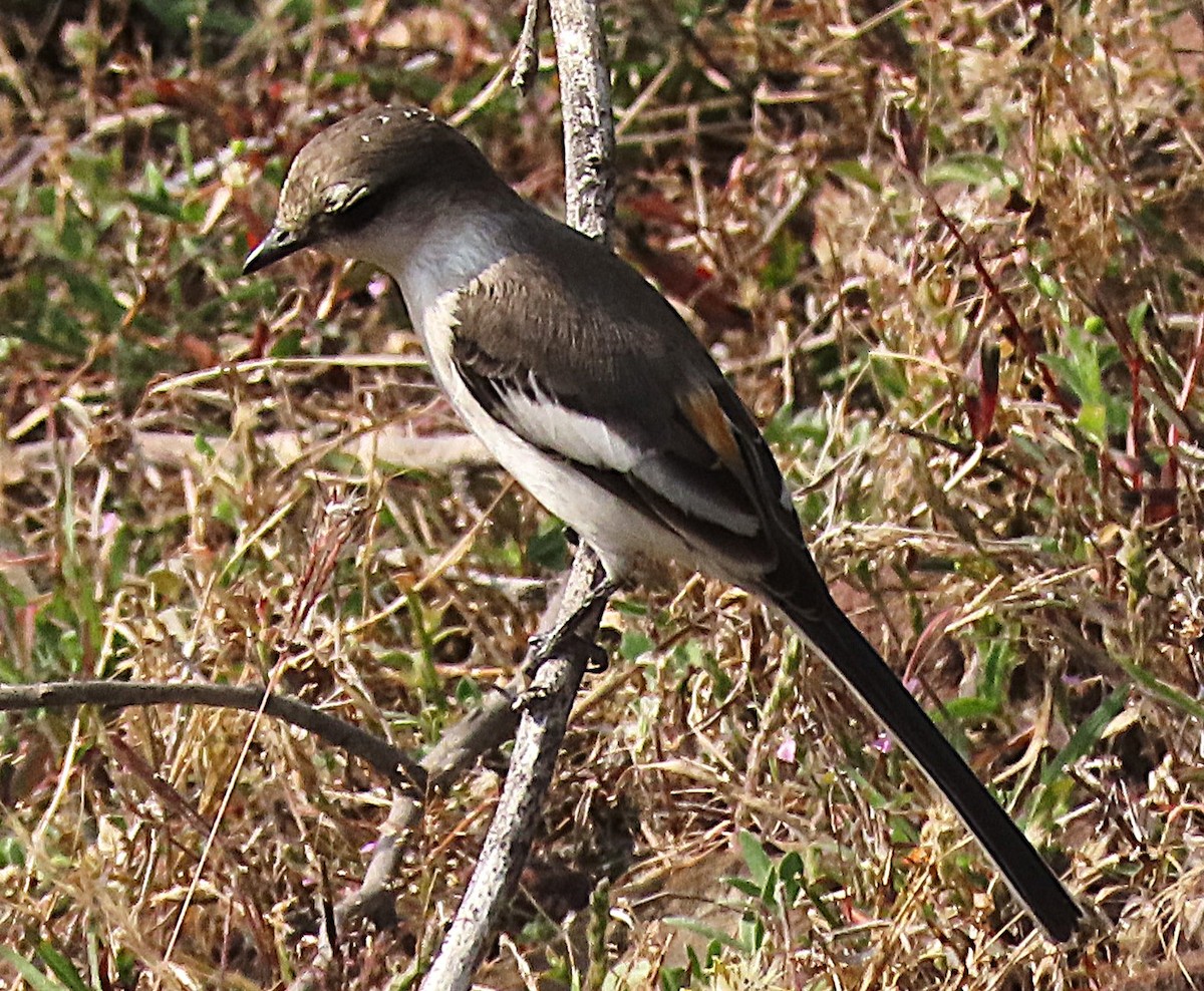 White-bellied Minivet - ML646889958