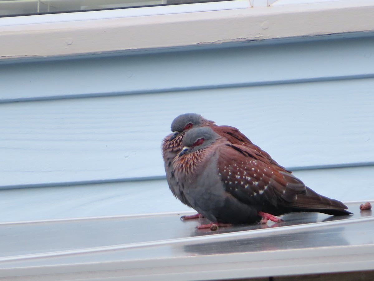 Speckled Pigeon - ML646889960