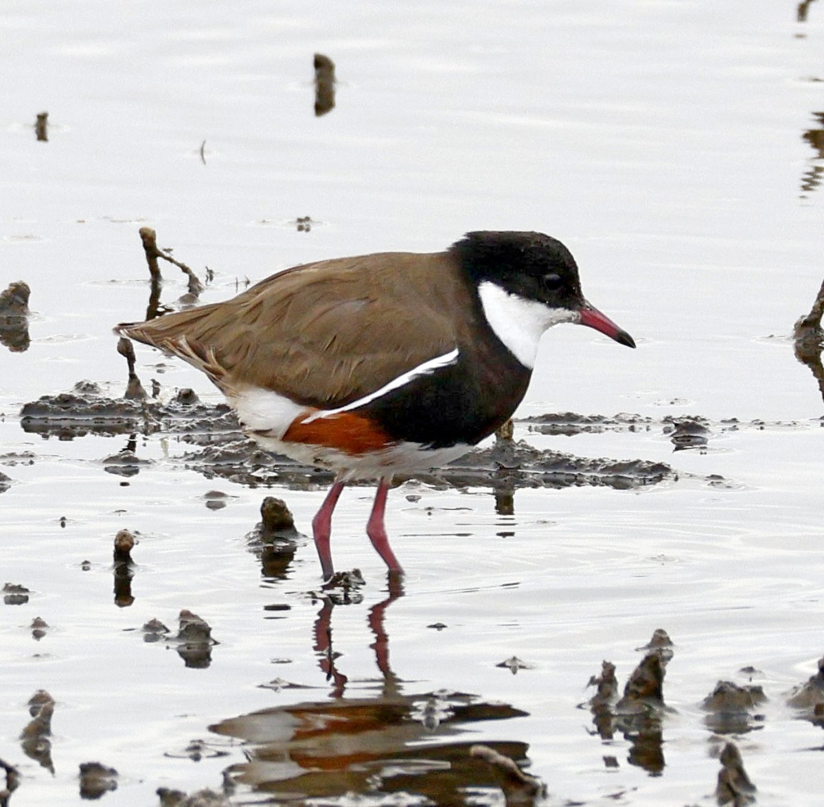 Red-kneed Dotterel - ML646889961
