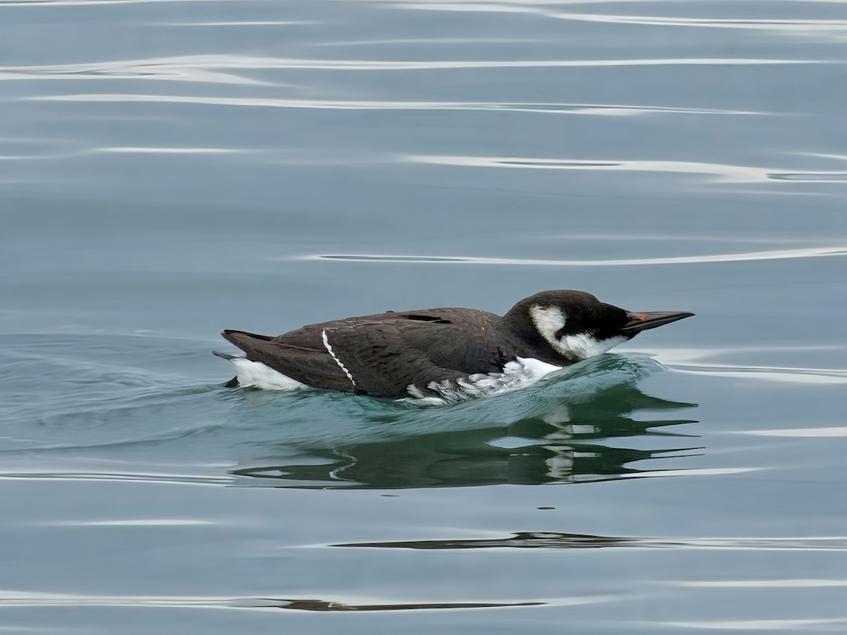 Common Murre - ML646889962