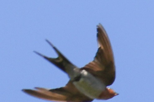 Welcome Swallow - ML646889964