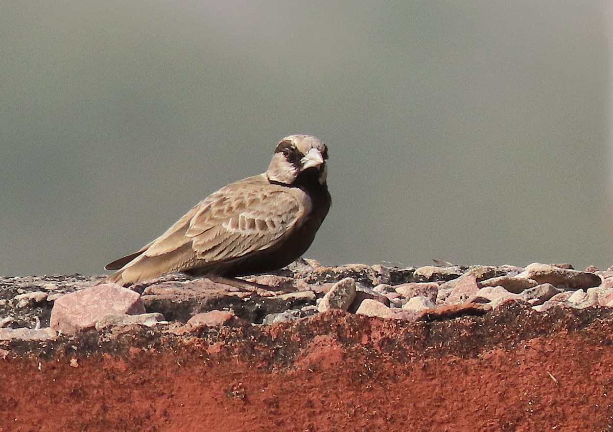 Ashy-crowned Sparrow-Lark - ML646889965