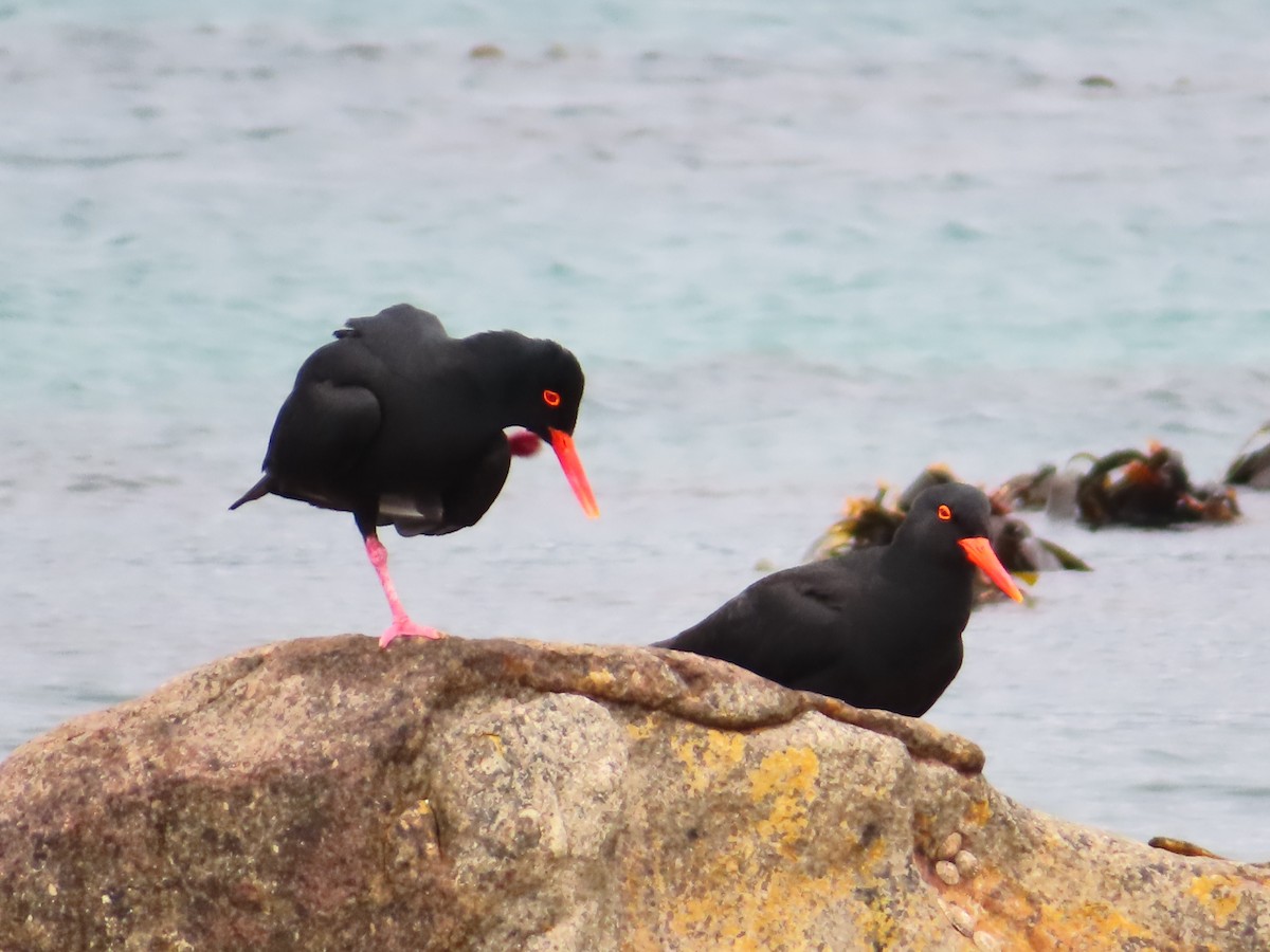 アフリカクロミヤコドリ - ML646889969