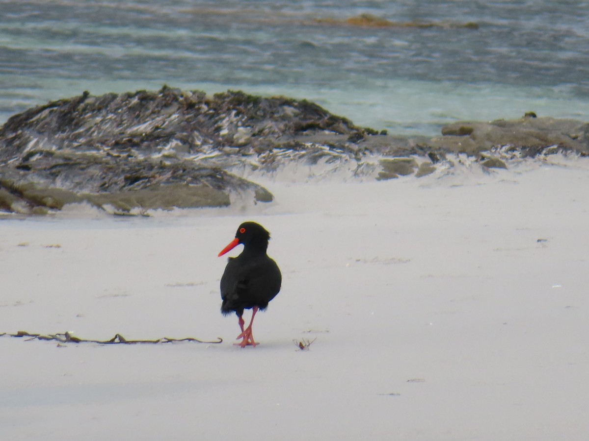 アフリカクロミヤコドリ - ML646889970