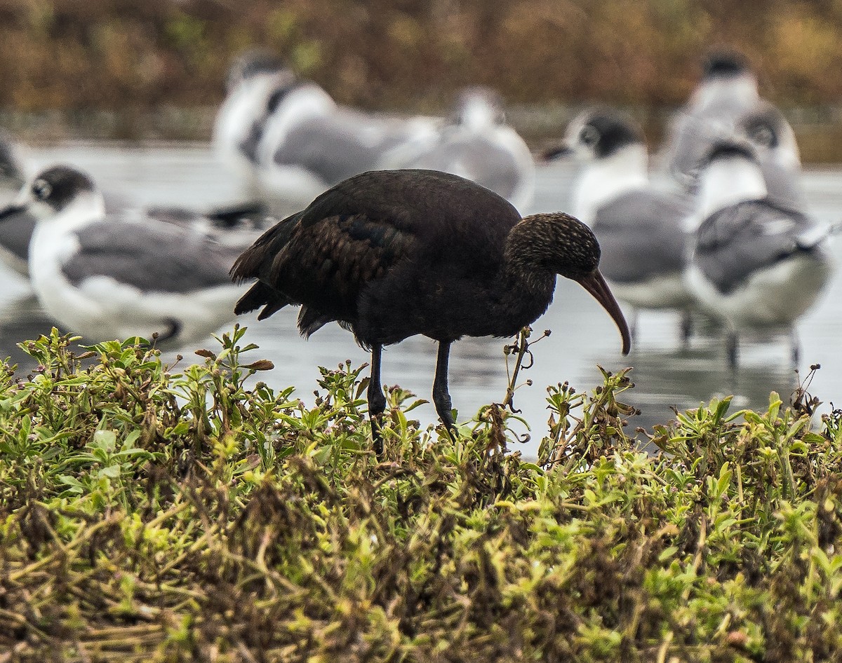 Punasichler - ML646889971