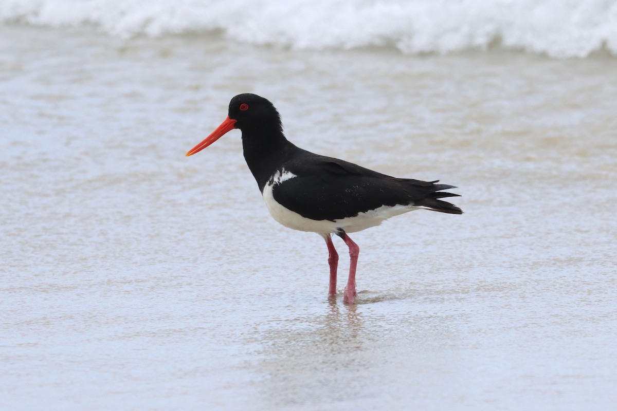Pied Oystercatcher - ML646889972