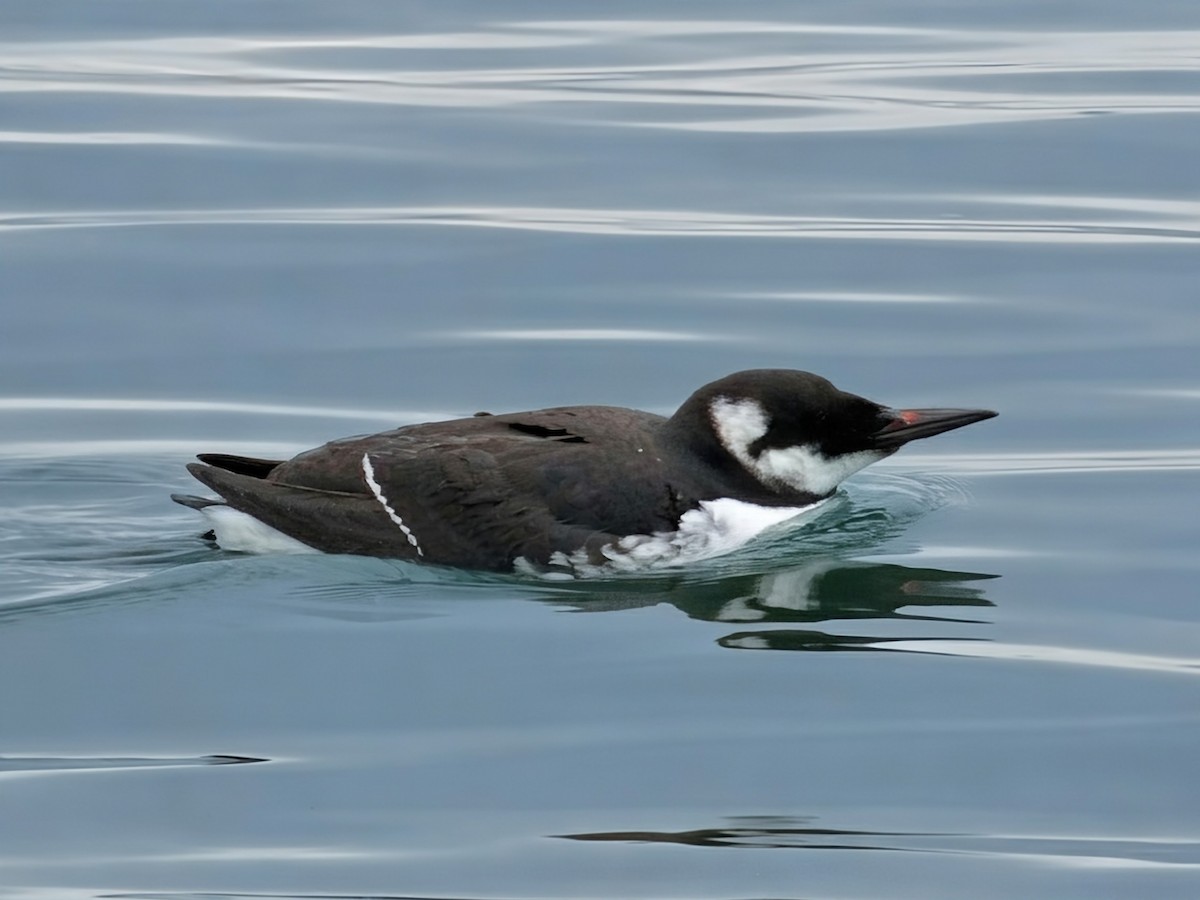 Common Murre - ML646889976