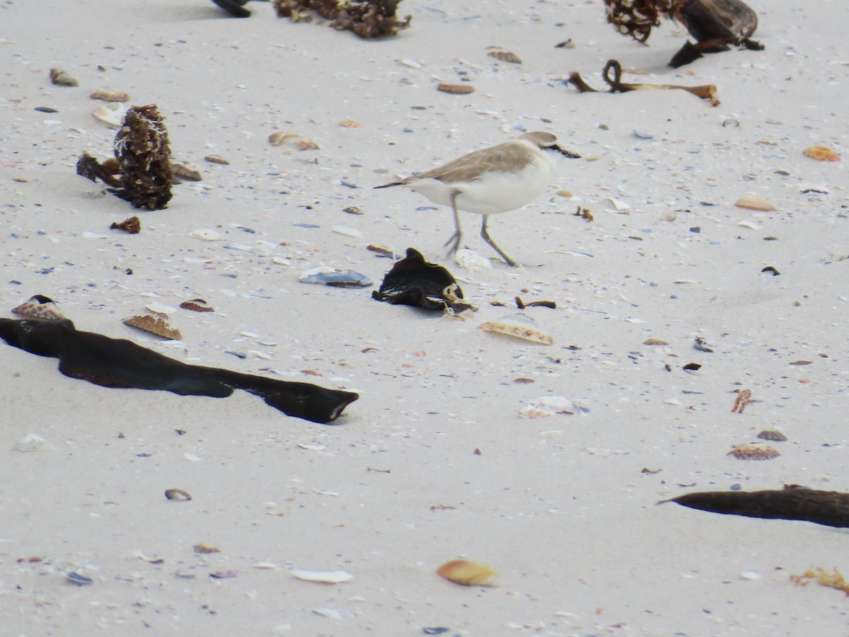 White-fronted Plover - ML646889981