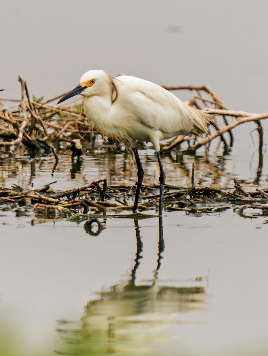 Schmuckreiher - ML646889982