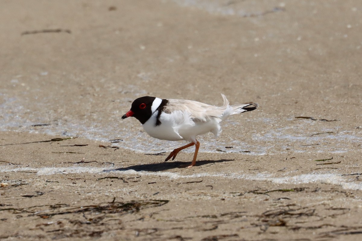 Hooded Plover - ML646889983